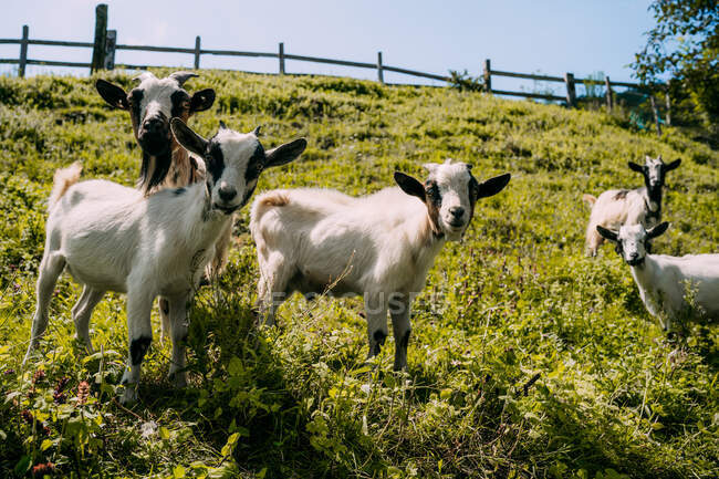 Small herd of cute white brown fluffy goats standing on green grassy slope and staring at camera with wooden fence on blurred background on summer day — Stock Photo
