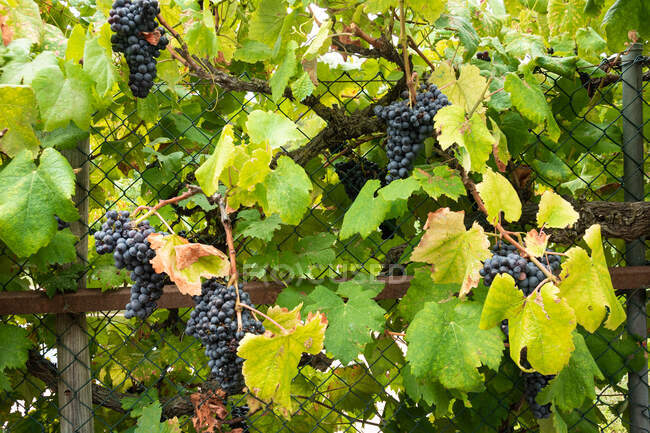 Clôture en treillis métallique recouverte de branches de vigne luxuriantes poussant dans le vignoble dans une plantation agricole — Photo de stock