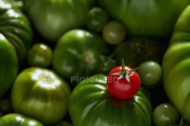 A ripe berry tomato over a bunch of green tomatoes — Stock Photo