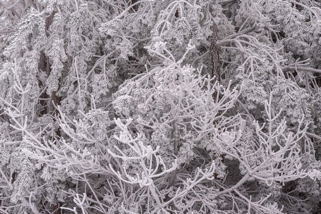 Vista panorámica del árbol cubierto con ramas secas curvadas que crecen en terrenos nevados en invierno - foto de stock