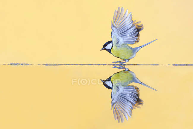 Side view of adorable great tit bird with yellow feather and spread wings hovering over calm lake water at sunset - foto de stock