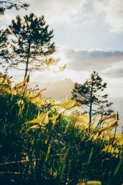 Cenário pitoresco de colinas verdes cobertas com flores amarelas aromáticas e grama verde lavada pela água da Baía da Biscaia em Donóstia, na Espanha, em dia ensolarado — Fotografia de Stock