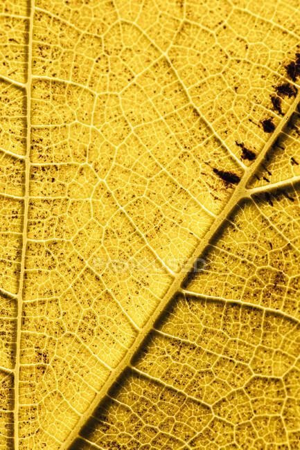 Gros plan de jaune vif mince feuille d'automne sèche avec des veines pour plein cadre fond abstrait — Photo de stock