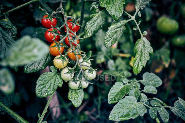 Нестиглі і стиглі вишневі помідори, що ростуть на гілці рослини в сільськогосподарській фермі в сільській місцевості — стокове фото