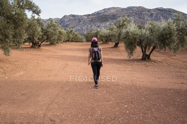 Rückansicht des ganzen Körpers einer asiatischen Reisenden, die auf einer Plantage mit üppig grünen Olivenbäumen steht — Stockfoto