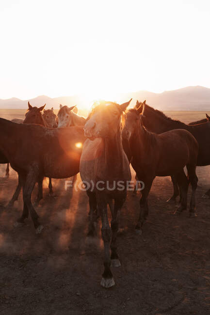 Manada de caballos de pie en el campo polvoriento sobre el fondo de las montañas en la espalda brillante iluminada por la luz del atardecer - foto de stock