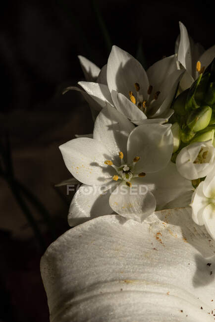 Vista dall'alto della fioritura rigogliosa gemma di gigli bianchi eustoma alla luce del giorno — Foto stock