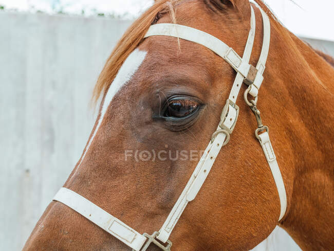 Cabeça de cavalo castanho em arnês com o forelock em pé no paddock no campo à luz do sol — Fotografia de Stock
