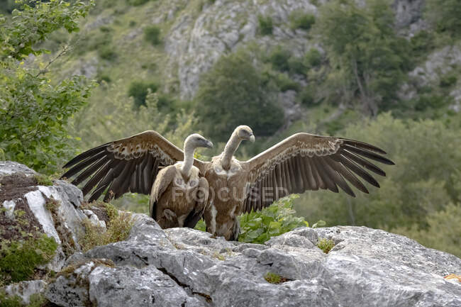 Wild large scavenger birds of prey Gyps fulvus of hawk family in rocky landscape in highland — Stock Photo
