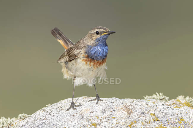 Side view of cute bluethroat passerine bird standing on stone in nature on sunny day — Stock Photo