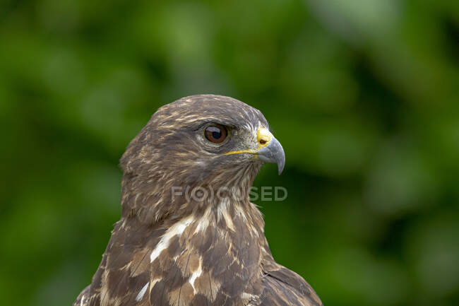 Side view of single predatory Common buzzard bird of prey sitting among plants in nature — Stock Photo