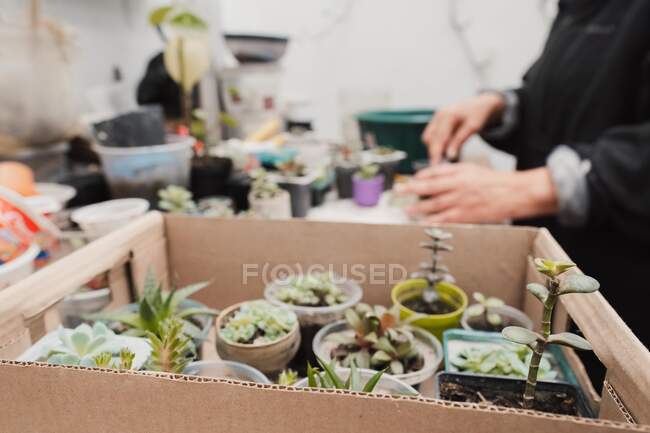 Side view of crop unrecognizable gardener taking care of various potted succulents placed on table and in cardboard box — Stock Photo