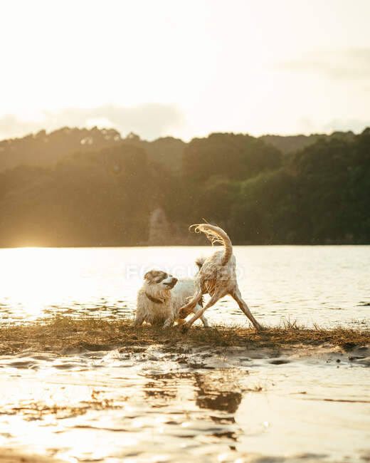 Симпатичные активные собаки играют вместе на мокром берегу у спокойной реки против леса с деревьями в летний день на природе — стоковое фото