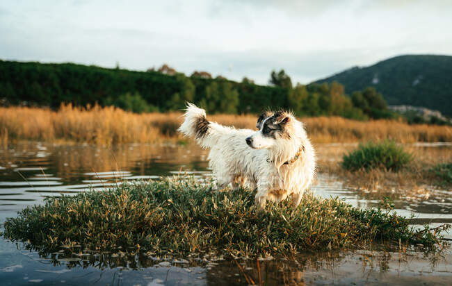 Очаровательная белая собака с коричневыми пятнами, стоящая на травянистой земле в волнистом озере у берега против леса с трессом в природе — стоковое фото