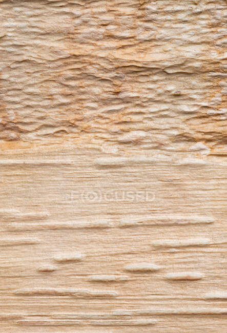 Textured bark of a Chinese Red Birch (Betula albosinensis) — Stock Photo