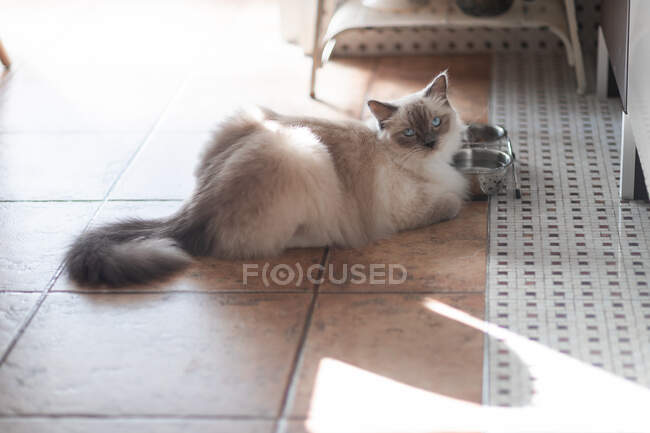 Ausschnitt eines niedlichen Kätzchens mit weißem und grauem Fell, das tagsüber auf dem Boden in die Kamera schaut — Stockfoto