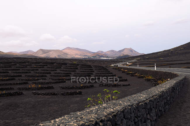 Viñas creciendo en fosas contra altas montañas secas y carreteras en Geria Lanzarote Islas Canarias España - foto de stock