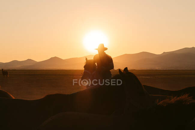 Вид збоку силует вершника в капелюсі під безхмарним небом на заході сонця в сільській місцевості — стокове фото