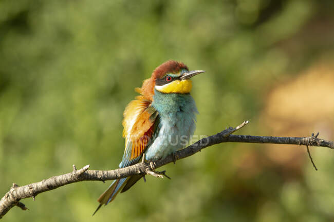 Small bee eater with colorful plumage sitting on tree branch in natural habitat — Stock Photo