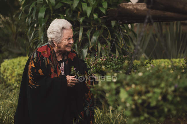 Side view of smiling elderly female standing near blooming bush of pink flowers while touching and smelling fresh flowers on summer day — Stock Photo
