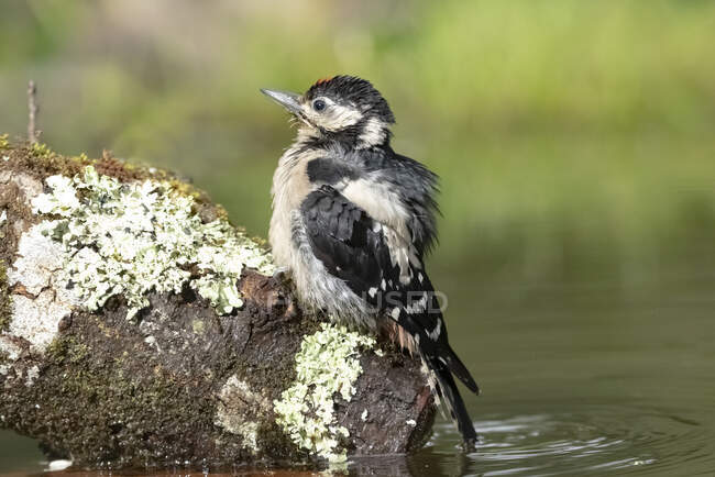 Sid view of fluffy lesser spotted woodpecker bird with black and white plumage sitting on stone in calm pond on sunny day — Stock Photo