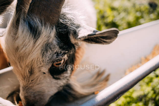 From above of three goats with white and brown fluffy fur eating together from metal cattle feeder filled with fodder by farmers hand on sunny day — Stock Photo