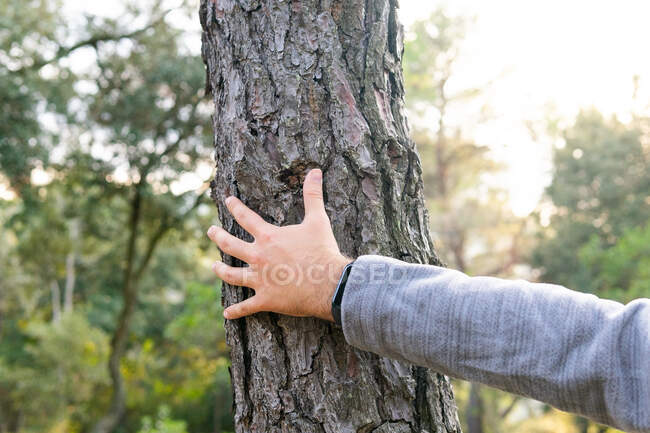 Crop faceless male traveler in casual clothes touching trunk of tree during hiking trip in forest on sunny day — Stock Photo