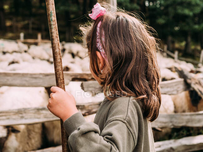 Linda niña en ropa casual jugando con palo de madera de pie en prado herboso cerca de rebaño de ovejas en el recinto en el patio - foto de stock