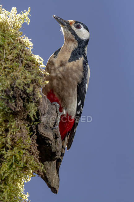 From below of attentive great spotted woodpecker sitting on tree and looking away against cloudless blue sky on sunny day — Stock Photo