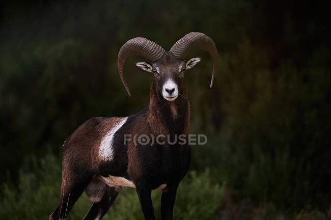 Giovane muflone maschile con piccole corna in piedi in habitat forestale nella giornata di sole e guardando la fotocamera — Foto stock
