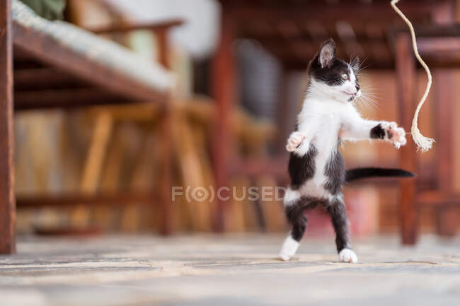 Жирный котенок, играющий на террасе — стоковое фото