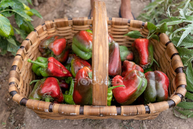 Wicker basket full of colorful ripe bell peppers placed on soil near green plants in garden on summer day in countryside — Stock Photo