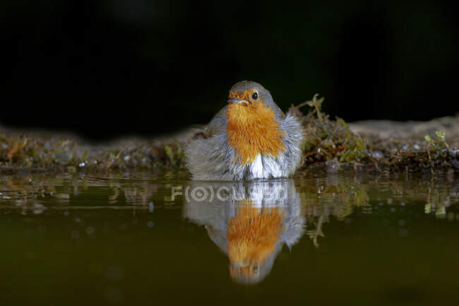 Cute European robin bird with orange breast sitting on lake in park — Stock Photo