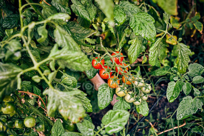 Tomates cereja não maduros e maduros que crescem em galho de planta na fazenda agrícola na área rural — Fotografia de Stock