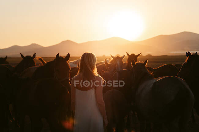 Visão traseira da senhora anônima em vestido branco com rebanho de cavalos no campo sob o pôr do sol — Fotografia de Stock
