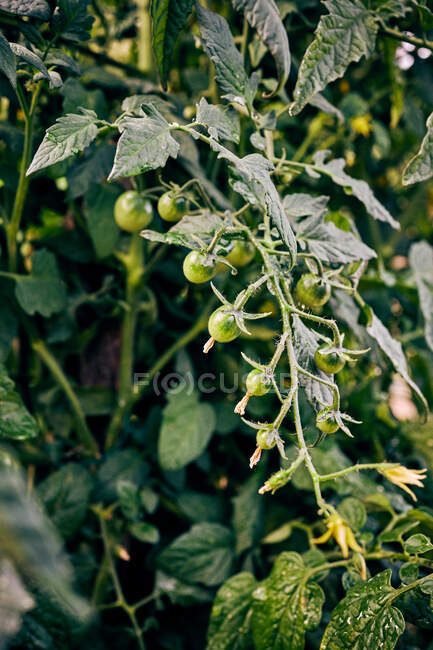 Pequeños tomates cherry inmaduros que crecen en ramita de planta en finca agrícola en zona rural - foto de stock