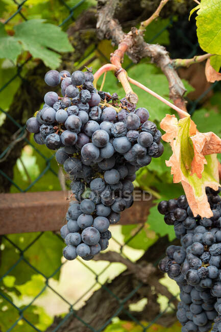 Cerca de grade metálica coberta com ramos de árvore de uva exuberante crescendo em vinha em plantação agrícola — Fotografia de Stock
