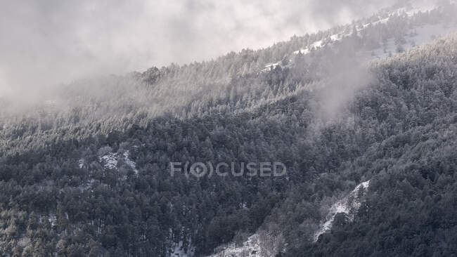 Толстый туман, плывущий над густыми лесами с хвойными деревьями на снежном склоне национального парка Испании в холодный мрачный зимний день — стоковое фото