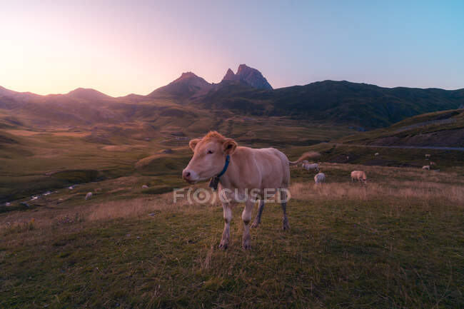Herd of cows pasturing on green grassy meadow near rough mountain ridge against cloudless sky in nature on summer day — Stock Photo