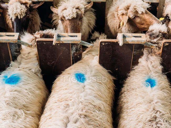 De cima de marcas coloridas azuis na lã de ovelhas que se alimentam na fazenda durante o dia — Fotografia de Stock