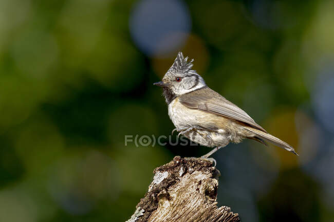 Side view of graceful European crested tit with spotted head sitting on broken tree trunk on sunny day - foto de stock