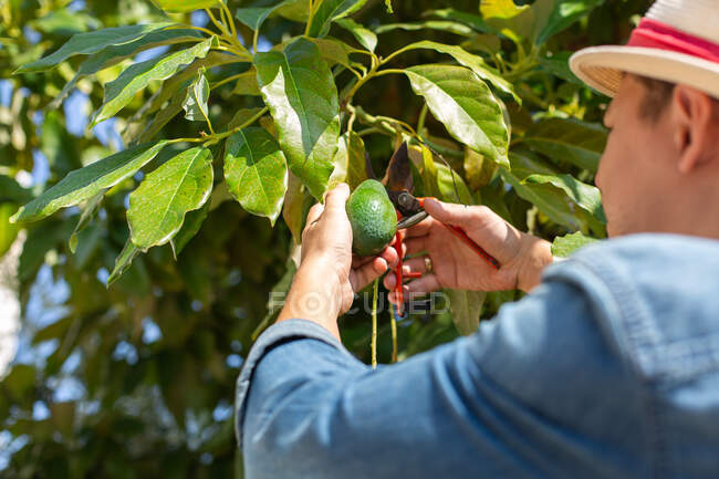 Cultivo persona anónima con tijeras de podar cortar el aguacate maduro de la rama del árbol durante la temporada de cosecha en el jardín en el día de verano - foto de stock