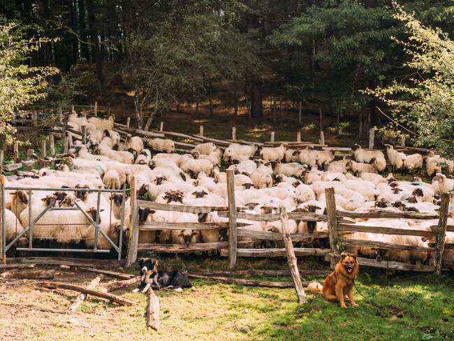 Perros atentos sentados en terreno herboso cerca de valla de madera y rebaño de ovejas en el campo - foto de stock