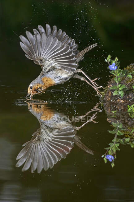 Seitenansicht des niedlichen Rotkehlchens, das mit ausgebreiteten Flügeln und Trinkwasser über den See schwebt — Stockfoto