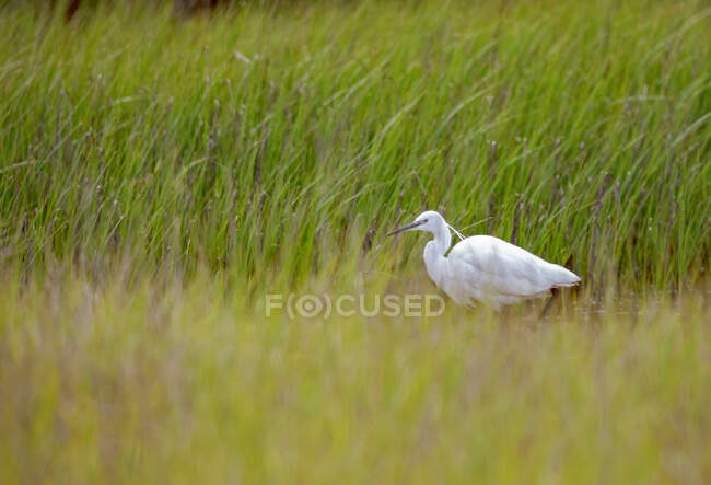 Seitenansicht des weißen Egretta garzetta Reiher Wandern im Teichwasser mit hohem grünen Gras an sonnigen Tagen in der Natur bedeckt — Stockfoto