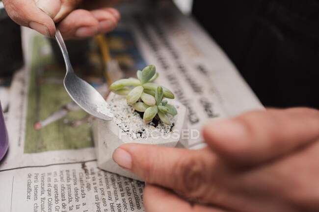 From above of crop unrecognizable person decorating delicate potted Sedum morganianum succulent plant with small stones — Stock Photo