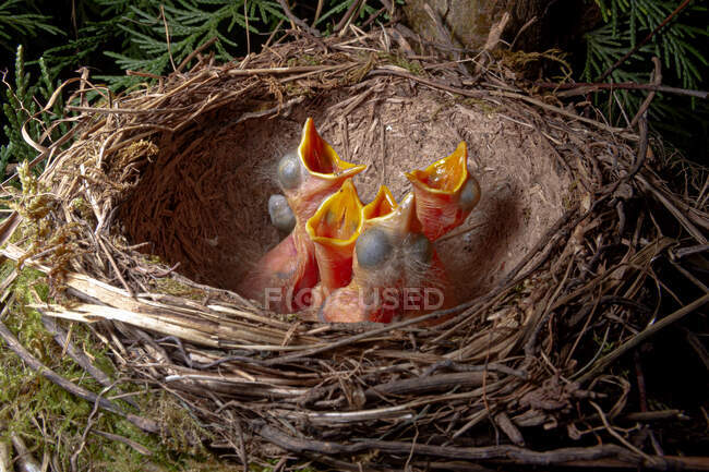 Desde arriba de pequeños polluelos zorzal hambrientos lindos con sentarse juntos en el nido con picos abiertos - foto de stock