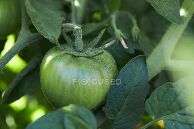 Tomates verdes de cerca madurando en ramas de plantas que crecen en el campo agrícola en el campo - foto de stock