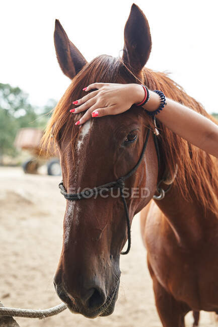 Анонимная женщина гладит коричневую лошадь уздечкой с рукой на морде на песчаной земле при дневном свете на ферме — стоковое фото