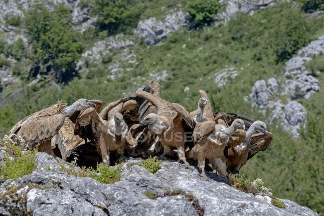 Flock of predatory Eurasian griffons eating dead prey on rough rocky cliff in mountainous terrain — Stock Photo